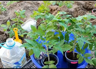 Що класти в лунку під час посадки томатів, щоб отримаєте солодкі плоди