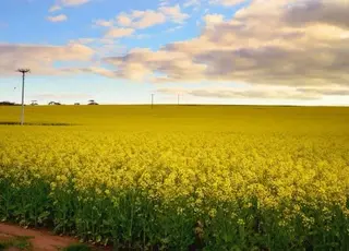 Фермери Канади скорочують посіви каноли на користь зернових