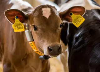 На Львівщині відкрили нову тваринницьку ферму