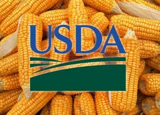 В USDA прогнозують зростання світового виробництва кукурудзи