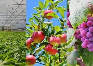 Українські садівники відмовляються від державних грантів