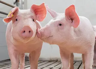 В Україні очікується зростання цін на живець свиней 