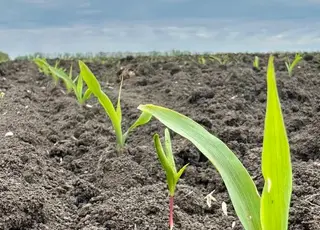 Прохолодна погода уповільнила розвиток сільгоспкультур в Україні