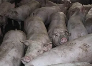 Ціни на живець свиней продовжують знижуватися