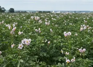 Картопля на Чернігівщині цьогоріч цвіте особливо інтенсивно