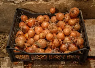 Як правильно зберігати цибулю, щоб вона не псувалась до весни