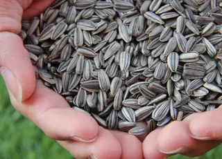 Експорт насіння соняшника впав до мінімуму через активну переробку