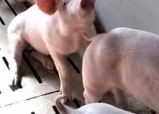 Імпорт свинини в Україну зріс майже у 13 разів за 11 місяців 2025 року