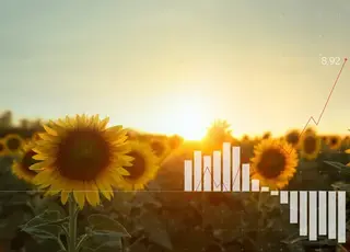 В Україні знизились ціни на соняшник