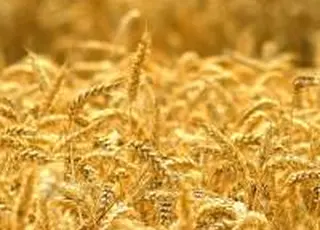 ЄС може запровадити санкції проти Ізраїлю через українське зерно