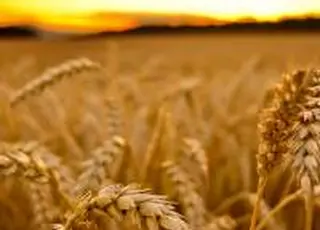 Канада інвестує у розвиток українських сільських громад: проєкт HONOR триватиме до 2032 року