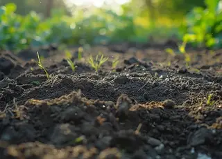 Як зробити важкий глинистий ґрунт пухким і родючим