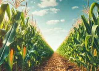 Темпи збирання кукурудзи цього року одні з найгірших