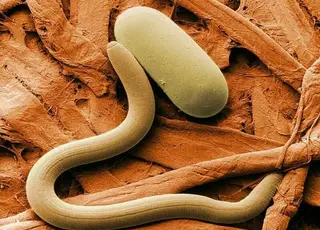 У Сибіру оживили нематоду Panagrolaimus kolymaensis з вічної мерзлоти віком 46 тисяч років