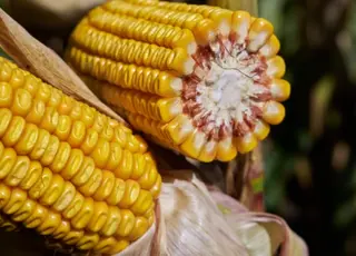 Експорт кукурудзи у березні сповільнився залишків