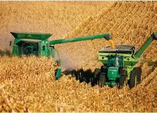 Ще чверть врожаю кукурудзи залишається в полях