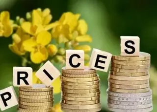 Зростання цін на ріпак і канолу: вплив нафти, прогнозів врожаю та експортних обмежень