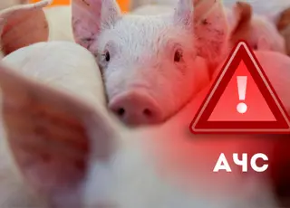 Спалах АЧС зафіксовано на Дніпропетровщині