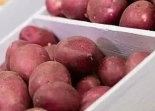 Площі вирощування продовольчої картоплі в Нідерландах сягнули максимуму за 25 років