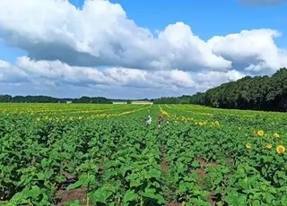 Українські аграрії збільшують посіви соняшнику та сої, ринок переробки готовий до зростання
