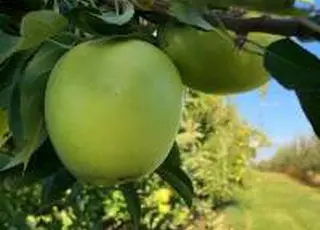 Укргідрометцентр: Пошкодження озимини сягають 12%, кісточкових культур – до 51%