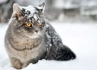 Синоптики повідомили, чи буде зима 2025−2026 аномальною в Україні