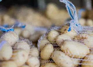 Українське господарство поділилося досвідом ефективного зберігання картоплі