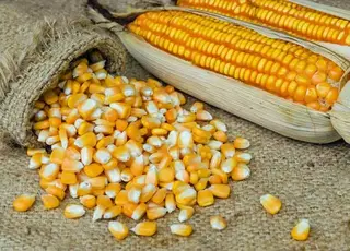 Стало відомо, як змінилися експортні ціни на кукурудзу в Україні