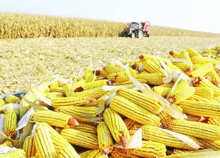 Експерти USDA знизили прогноз експорту кукурудзи для України