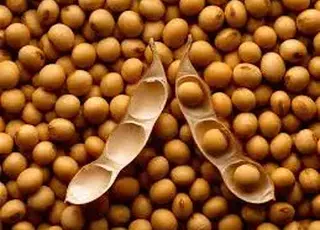 Україна експортувала 168 тисяч тонн сої за 24 дні січня