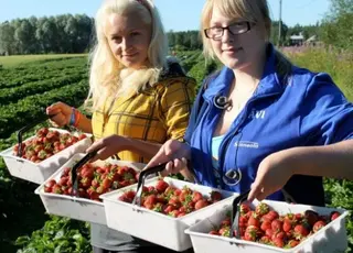 Вартість полуниці в Україні знижується на тлі зростання пропозиції