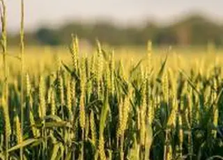 Посівні площі пшениці та ячменю зростуть, а кукурудзи скоротяться – УЗА