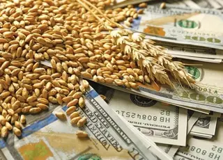 В Україні зросли ціни на пшеницю