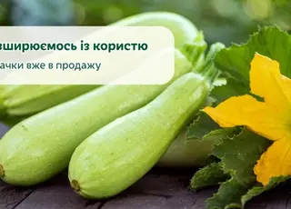 Найбільший виробник яблук в Україні вийшов на ринок кабачків