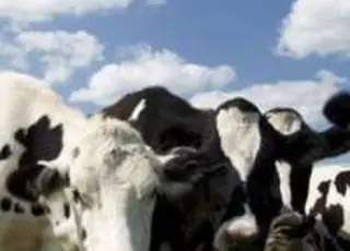 В Україні зростає рентабельність вирощування ВРХ