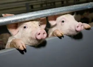 Ціни на свиней забійних кондицій знову ростуть