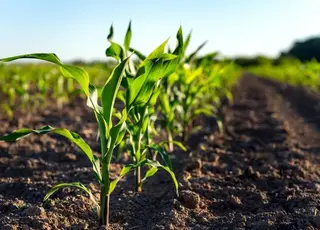 Страховий захист на варті врожаю кукурудзи