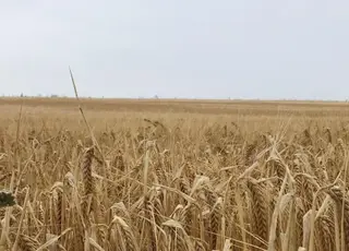 Стало відомо, чому аграрії Херсонщини ризикують втратити наступний сезон