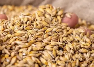 Українські сільгосппідприємства в січні скоротили реалізацію зерна майже на 10%