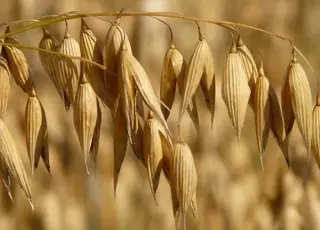 Експорт вівса з України на початку року скоротився на 98%