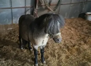 На Херсонщині чоловік пішки вивів трьох коней, аби врятувати їх з-під обстрілів