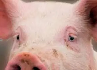 Закупівельні ціни на свиней утримуються на рівні 97–100 грн/кг