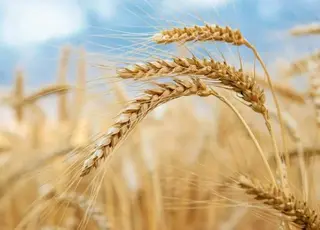 Виробництво пшениці та ячменю в ЄС у 2026/27 МР може скоротитися