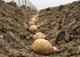 Як правильно готувати картоплю до посадки