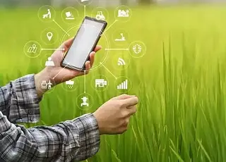 Чому українські фермери імпортують хрін з Угорщини: проблема незахищених агротехнологій