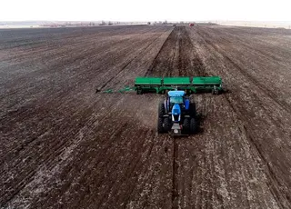 В Україні озимим ріпаком засіяли майже всі заплановані площі