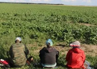 Дефіцит працівників у овочівництві України досяг 40% в окремих регіонах