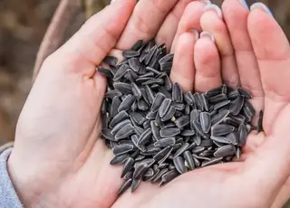 Переробники соняшнику почали платити до $710 за т