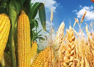 Стало відомо, як змінилися ціни на кукурудзу та пшеницю