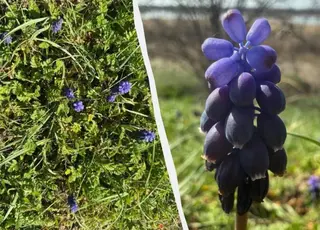 На Одещині масово зацвіла квітка з ароматом меду та ванілі